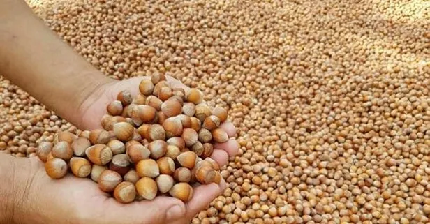 Türkiye 9 ayda fındık ihracatından 1,6 milyar dolar kazandı