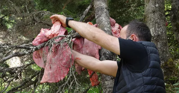 Her 10 günde bir aynı manzara: Trabzon'da büyük panik! Ağaçlara ciğer, işkembe asıyorlar! Sebebi ise...