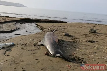 Trabzon Sürmene’de 2 ölü yunus daha sahile vurdu