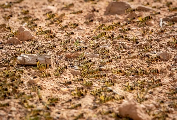 son-dakika-kitlik-kapida-ohal-ilan-edildi-koronavirusten-sonra-simdi-de-cekirge-suruleri-bir-gunde-35-bin-kisinin-gidasini-tuketiyor-1612436156854.jpg SON DAKİKA: Kıtlık kapıda OHAL ilan edildi! Koronavirüsten sonra şimdi de çekirge sürüleri! Bir günde 35 bin kişinin gıdasını tüketiyor-7