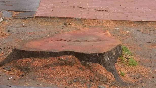 chpli-ibbnin-sit-raporu-yalanini-orman-muhendisleri-odasi-genel-baskani-hasan-turkyilmaz-curuttu-1647744570294.jpeg CHP'li İBB'nin SİT raporu yalanını Orman Mühendisleri Odası Genel Başkanı Hasan Türkyılmaz çürüttü-4