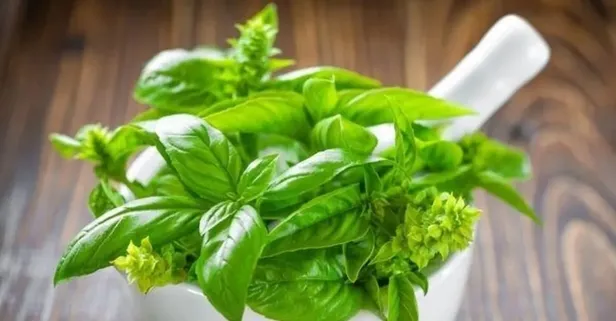 Fesleğenin faydaları nelerdir?