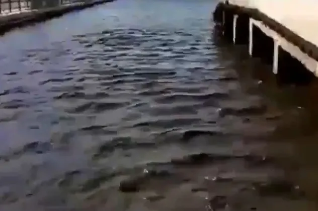 CHP İzmir'in geleceğini zehirliyor! Tunç Soyer yönetimi tüm ekosistemi yok edecek