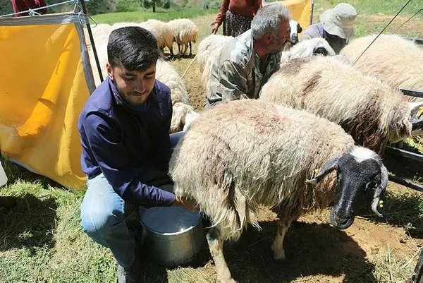 Çobanlık yaparak Robert Koleji'ni kazanan ve başarıyla okuyan Mahir'in Hollanda hayali gerçek oluyor-2