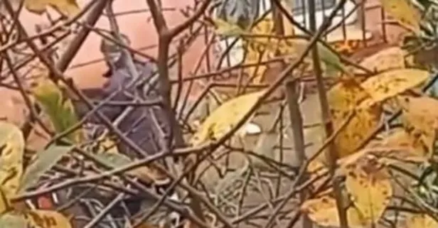 Acı içinde bağırdı | Beykoz'da köpeğe baltalı işkence! O cani gözaltına alındı