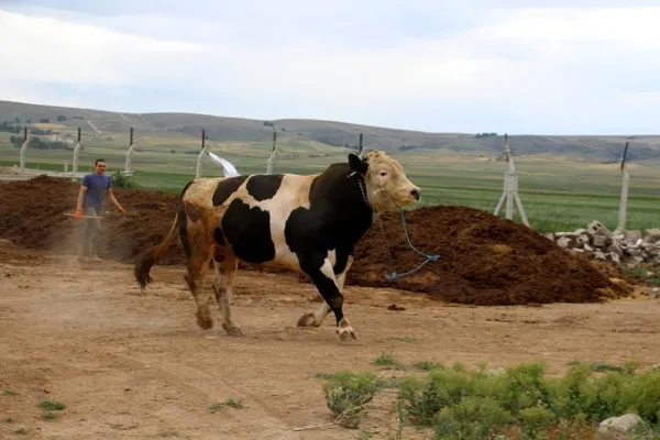 72-bin-500-liraya-satildi-dev-tosun-1-ton-220-kilogram-agirliginda-1656315868122.jpg 72 bin 500 liraya satıldı! Dev tosun 1 ton 220 kilogram ağırlığında-4