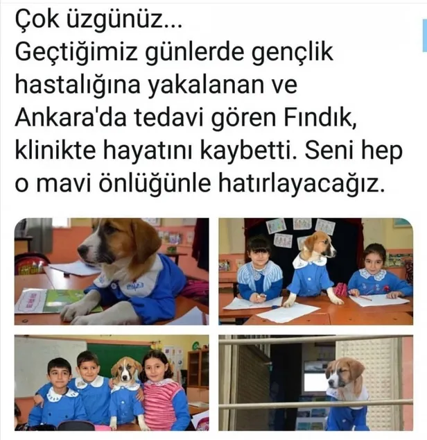 Öğrenci üniformasıyla poz vermişti! Fındık köpek öldü mü? Köpeklerde gençlik hastalığı nedir?-2