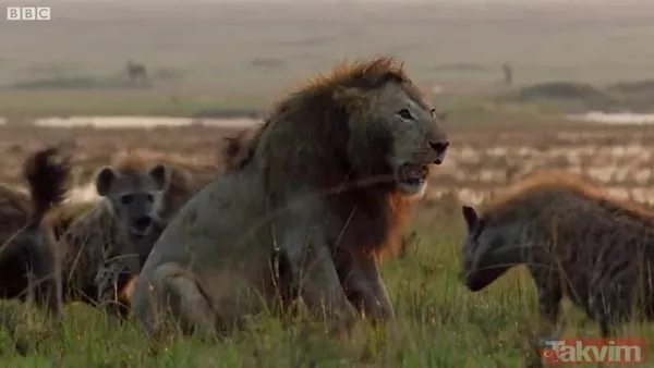 Cesur aslan onlarca sırtlanın arasında girdi! Vahşi doğada şoke eden kare! Sonrasında ise kaçınılmaz ölüm - 30