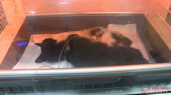 Kadıköy'de kedi katliamı! Toplu ölümler mahalleliyi ayağa kaldırdı - 6