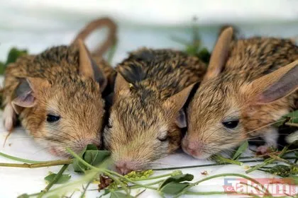 Nesli tükenme tehlikesi altında! Bitkin halde bulunan 5 yavru Arap tavşanı özel bakıma alındı