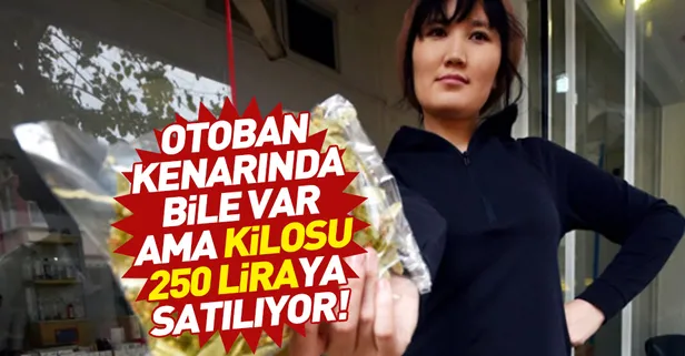 Ihlamurun kilosu 250 liraya çıktı