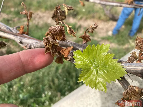 Zirai don sonrası çiftçiye rekor tazminat! Hangi ürünler etkilendi? İlave desteği kimler alacak? - 9