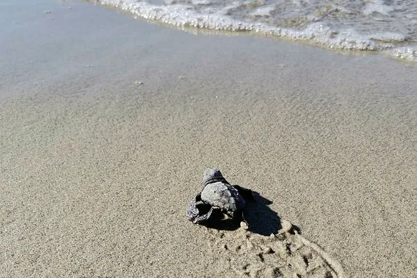 Son dakika: Marmara Denizi'nde ilk kez caretta carettalar görüldü-6