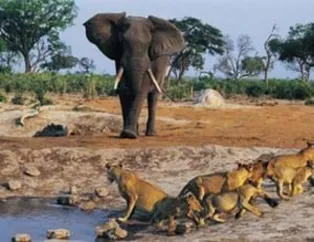 Vahşi doğanın acımasızlığı!