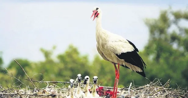 Yaren leyleğin yavruları için anket
