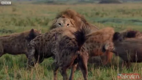 Cesur aslan onlarca sırtlanın arasında girdi! Vahşi doğada şoke eden kare! Sonrasında ise kaçınılmaz ölüm - 32