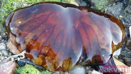 Çanakkale Boğazı’nda zehirli denizanası tehlikesi! Uzmanlar uyardı: Tatlı su kullanmayın amonyak ya da sirke ile yıkayın