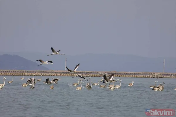 Minik allı turnalar (flamingolar) uçmayı İzmir Kuş Cenneti'ndeki doğal kreşte öğreniyorlar - 35