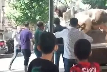 Kasaba kamyon kasasında şok! Boğa saldırdı neye uğradığını şaşırdı