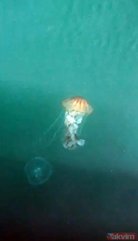 Çanakkale Boğazı'nda zehirli denizanası tehlikesi! Uzmanlar uyardı: Tatlı su kullanmayın amonyak ya da sirke ile yıkayın - 8