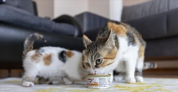 Kediniz uyumuyor, miyavlıyor mu? Geceleri rahatsız eden bu davranışın 5 gizli nedeni