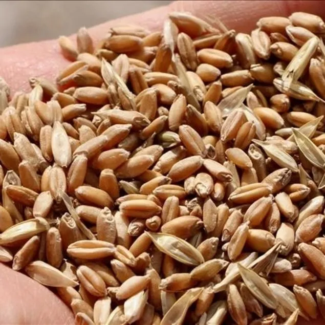Buğday 13.500 TL’den alınacak