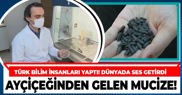 Türk bilim insanları geliştirdi! Ayçiçeği tohumu tüm dünyada ses getirdi! Almanya, Fransa...