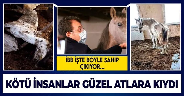 İBB'nin sorumluluğundali atlar pislik içinde öldü!
