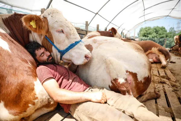 kurban-bayrami-icin-eruzurumdan-istanbula-getirdigi-bogasiyla-uyuyor-1626336452178.jpg Kurban Bayramı için Erzurum'dan İstanbul'a getirdiği boğasıyla uyuyor-6