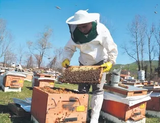 Organik arıcılığa destek