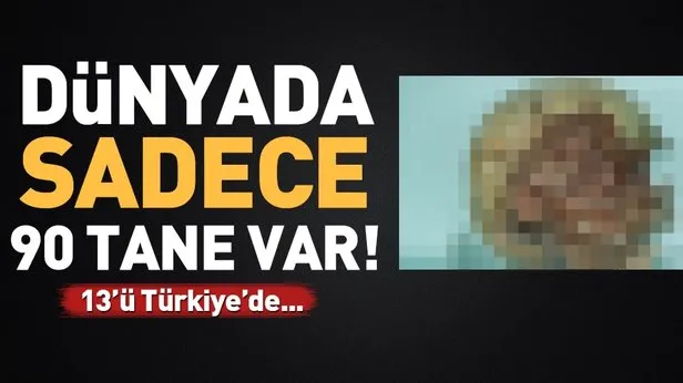 Nigde Muzesi Ndeki Tarihi Kafatasi Ilgi Odagi Oldu Takvim