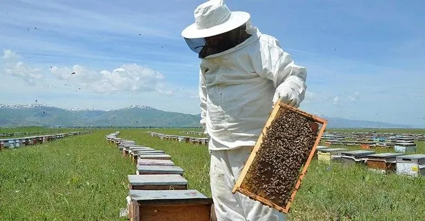 Türkiye arı popülasyonunda Çin’den sonra ikinci sırada!