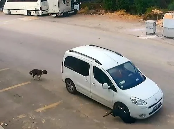 Antalya'da köpekleri bilerek ezen o vicdansız yakalandı-6