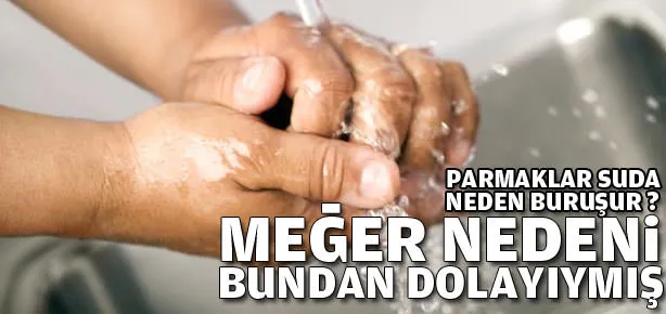 Suda bekleyen parmaklar neden buruşur