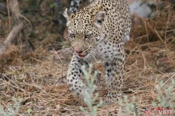 Aslan ve kaplanın (kavgası) karşılaşması hayrete düşürdü! - 21
