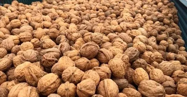 Ceviz, bağırsaktaki bakterilere adeta meydan okuyor!