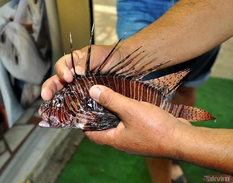 İzmir�de görülen aslan balığı tehlike saçıyor! Dünyanın en tehlikeli
