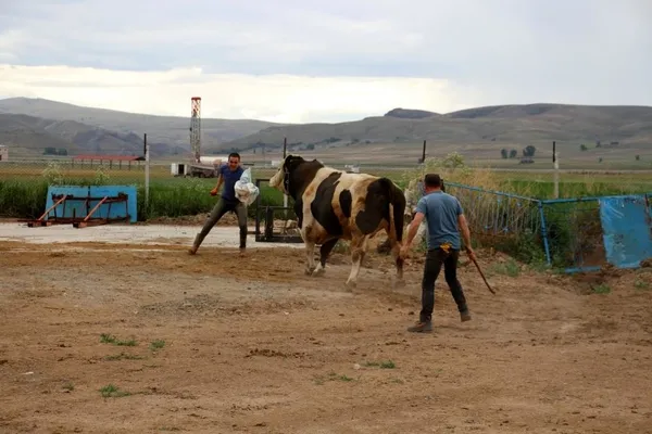 72-bin-500-liraya-satildi-dev-tosun-1-ton-220-kilogram-agirliginda-1656315870015.jpg 72 bin 500 liraya satıldı! Dev tosun 1 ton 220 kilogram ağırlığında-6
