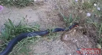 Defalarca ısırdı ama...  Vahşi doğa’da ölümcül yılanların şoke eden kavgası böyle görüntülendi!