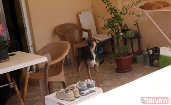 Bursa'dan Antalya'ya uzanan çöp ev skandalı! İşte Cem Muhammed'in annesi Yasemin A... "Kardeşim oğlumu kaçırdı" - 6