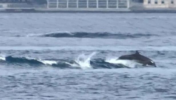 Üsküdar'da yunusların dalgalarla dansı görüntülendi | Video