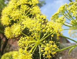 Diyabete çakşır otu