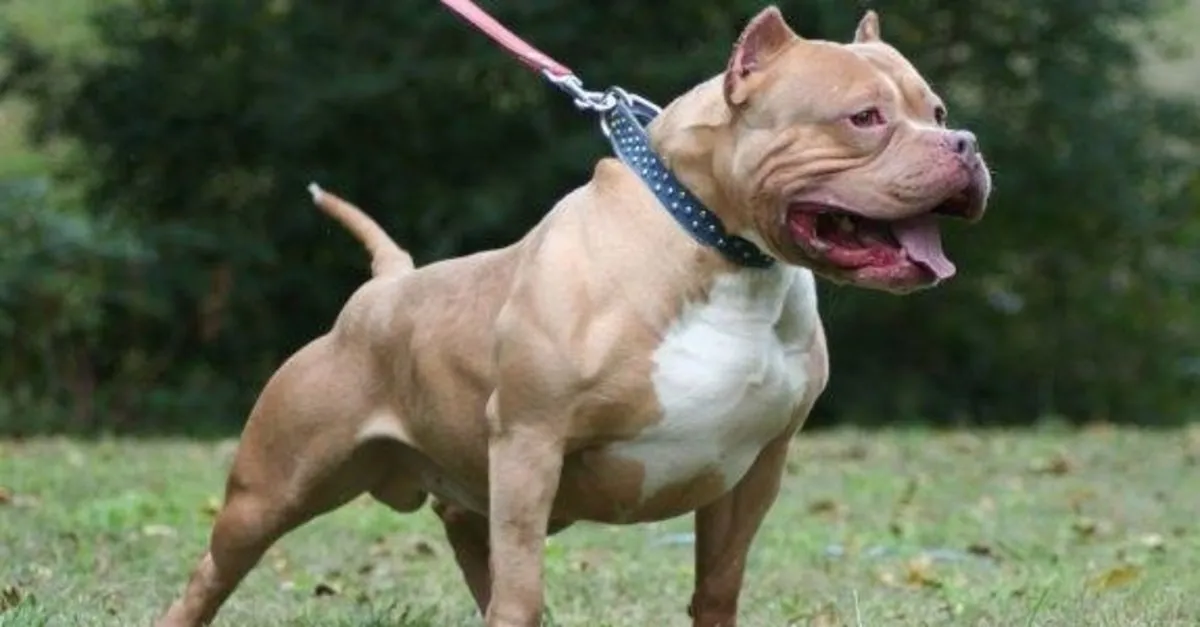 pitbull hapishanesi guncel haberler takvim