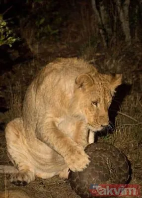 Yılan evcil köpeğe saldırdı! Dehşet dolu anlar... - 19