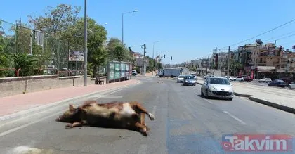 Antalya’da şok görüntü! TIR’dan caddeye döküldü...