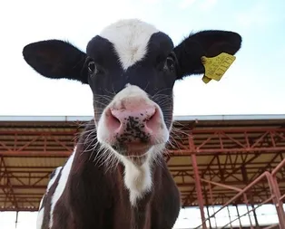 250 Bin Düve Projesinde geri sayım başladı