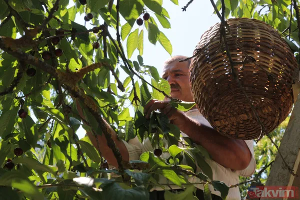 Balıkesir Bigadiç'te 650 rakımlı mahallede yetişen kirazın kilosu bahçede 2 lira pazarda 15 lira - 17