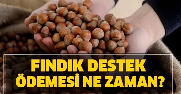 Tarihler Duyuruldu Findik Destegi Ne Zaman Odenecek 2020 Yili Findik Fiyatlari Ne Kadar Oldu Takvim