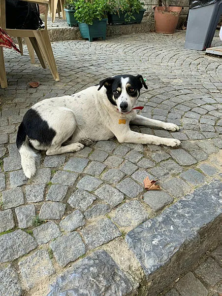 son-dakika-ispanyollar-arastirdi-buldu-kopek-beslemek-ve-ayni-ortamda-durmak-korona-riskini-artiriyor-1605620293372.jpg SON DAKİKA: İspanyollar araştırdı buldu: Köpek beslemek ve aynı ortamda durmak korona riskini artırıyor-4