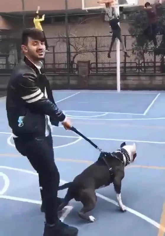 pitbullla-saka-cocuklara-dehseti-yasatti-tasmasini-kopardi-cocuklar-tellere-tirmandi-1650195633506.jpg Pitbull'la şaka çocuklara dehşeti yaşattı! Tasmasını kopardı çocuklar tellere tırmandı-3